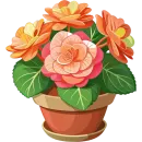 House Plants