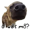 yeener
