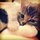 Стикер ад томино