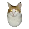 мс пох