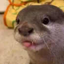 Стикер Otters