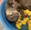 Стикер Otters