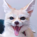 Im Fennec
