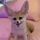 Стикер Im Fennec
