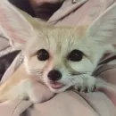 Стикер Im Fennec