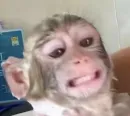 Monkeys