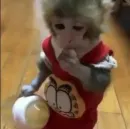 Стикер Monkeys