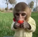 Стикер Monkeys