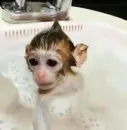 Стикер Monkeys