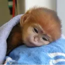 Стикер Monkeys