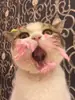 Стикер IpCatMeme