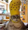 Стикер IpCatMeme