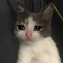 Sad Cat