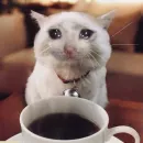 Стикер Sad Cat