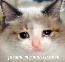 Стикер Sad Cat