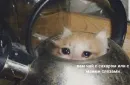 Стикер Sad Cat