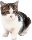 Cats 2
