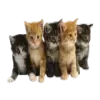 Стикер Cats 2