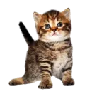 Стикер Cats 2
