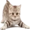 Стикер Cats 2