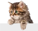 Стикер Cats 2