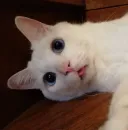 Стикер котяра