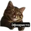 Стикер Kalimera