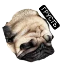 Стикер Каська