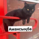 Бірінші пак