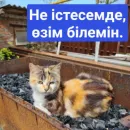 Стикер Бірінші пак