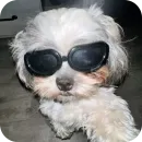 Dogs