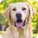 Стикер Dogs