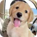 Стикер Dogs