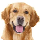Стикер Dogs