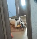 Beagle Amor