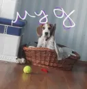 Стикер Beagle Amor