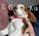 Стикер Beagle Amor