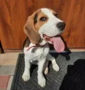 Стикер Beagle Amor