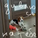 Стикер Beagle Amor