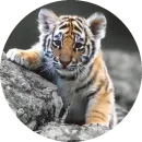 Стикер Kids Animals