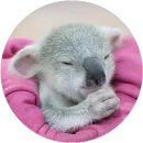 Стикер Kids Animals