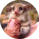 Стикер Kids Animals