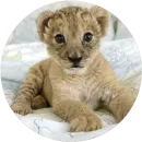 Стикер Kids Animals