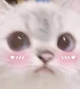 Стикер котики