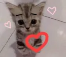 Стикер котики