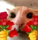 Стикер котики