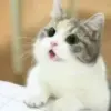 Meow