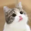 Стикер Meow