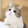 Стикер Meow