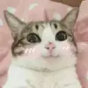 Стикер Meow